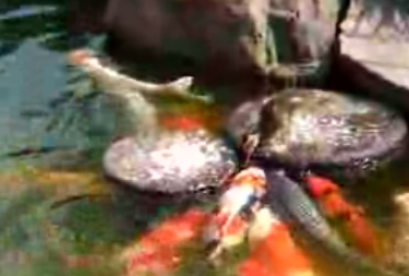 Duckling Feeding Fish Duckling Feeding Fish